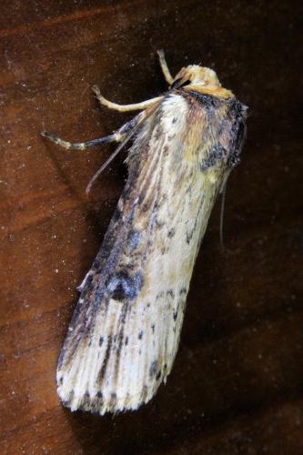 Réf. 336 839 : Axylia putris